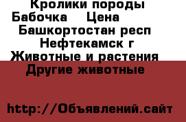 Кролики породы “Бабочка“ › Цена ­ 1 000 - Башкортостан респ., Нефтекамск г. Животные и растения » Другие животные   